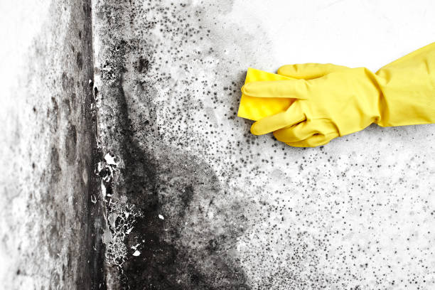 Professional Mold Removal in Burton, SC