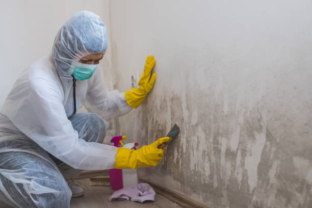 Best Mold Damage Repair  in Burton, SC