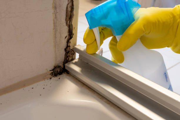 Best Attic Mold Removal  in Burton, SC