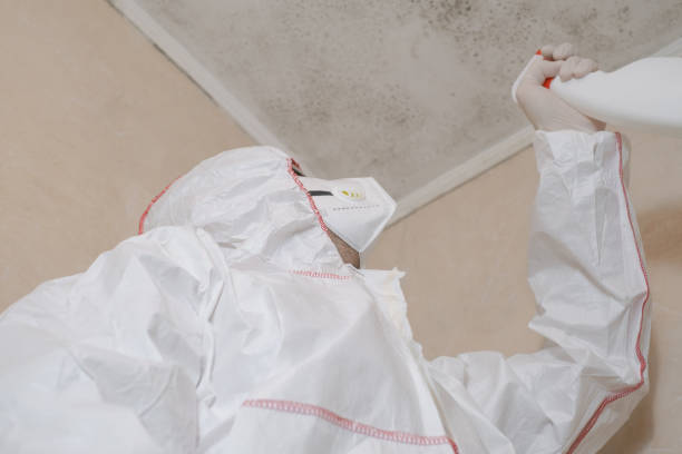 Best Black Mold Removal  in Burton, SC
