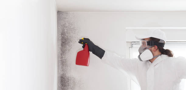 Best Mold Removal Specialists  in Burton, SC
