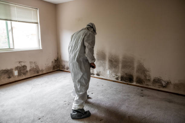 Best Commercial Mold Removal  in Burton, SC