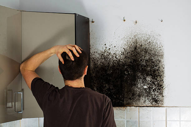 Best Mold Testing  in Burton, SC