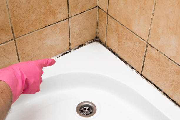Best Black Mold Removal  in Burton, SC